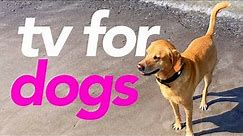 TV For Dogs - Exciting Adventure Walk for Dogs! (20 Hours)