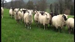 John Kelly - Sheep Farmer