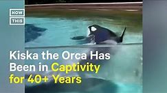 This Is the Loneliest Orca Living in Captivity in Canada