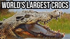 9 Of The Largest Crocodilians In The World