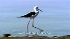 Black-winged Stilt at Satpura National Park - video Dailymotion