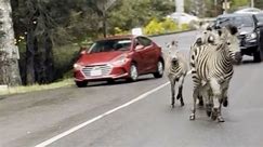 'This must be a joke': Zebras run loose on interstate