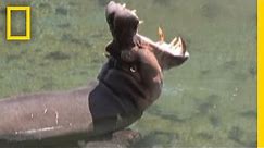 Welcome to the Hippo Spa | National Geographic