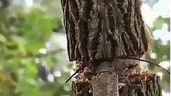 Escarabajo longicornio (Cerambycidae) anillando rama