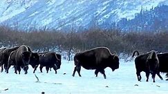 Wood Bison (Alaska Buffalo) Herd on the Run - Alaska Wildlife Conservation Center