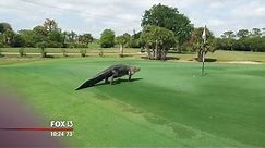 Massive gator at Florida golf course goes viral