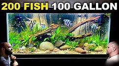 100 Gallon Angelfish & Neon Tetra Tank w/ Custom 3D Background (Aquascape Tutorial)