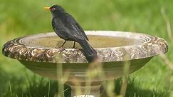 The Right Way to Clean a Bird Bath