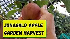 Jonagold Apple Garden Harvest