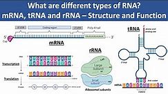 mRNA, tRNA and rRNA | Structure and Function | What are different types of RNA? | Biochemistry