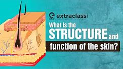 What is the structure and function of the skin? | Biology | Extraclass.com