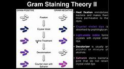 Microbiology: Gram Staining