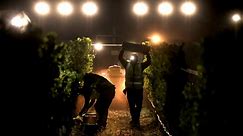 Photos: Local winemakers, growers ready for ‘insane’ delayed harvest