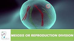 MEIOSIS OR REPRODUCTION DIVISION _ PART 02