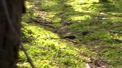Sidła pułapka w lesie na dziką zwierzynę - kłusownictwo - znalezione podczas