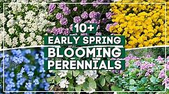 10+ Early Spring Perennial Flowers to Brighten Your Landscape Right After Winter 🌼 🌸 ✨