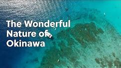 The Wonderful Nature of Okinawa