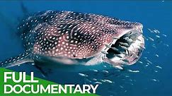 Whale Sharks: Gentle Giants | Blue Realm | Free Documentary Nature