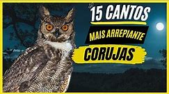 TOP 15: Cantos De "Corujas" MAIS ARREPIANTES e MISTERIOSOS - Aves Noturnas Que Canta a Noite !!!