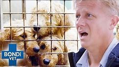 200 Puppies & Dogs Rescued in Shocking Condition 💔 Bondi Vet Coast to Coast S4E6 | New Full Episodes