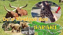 Zoo Dvur Kralove [Zoo Dvůr Králové / safari park / zoo safari w Czechach] / zwierzęta w zoo
