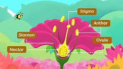 BBC Bitesize - Reproduction in Flowering Plants