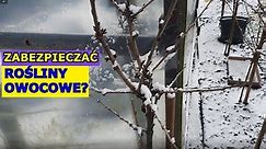 Czy i Jak ZABEZPIECZAĆ Drzewa i Krzewy Owocowe na Zimę