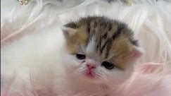 Sweet & Adorable Fat Fluffy Princess 👑 💕 Baby Calico Tabby #exoticshorthair Kitten 🐱