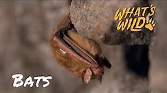 The Race to Save Bats from Deadly Fungus | What's Wild