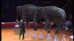 Trained elephants
