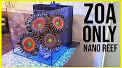 Step 1 | Aquascaping the Zoanthid-Only Nano Reef