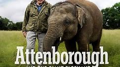The Giant Elephant - HD Documentary - David Attenborough
