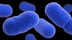 What is listeria? (2015)
