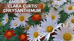 What Makes Clara Curtis Mums a Great Perennial - Plant Overview (and 2 Ways to Propagate it)