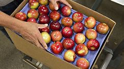 Robust apple harvest expected in Washington thanks to ideal weather