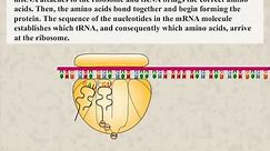 Protein Synthesis Animation