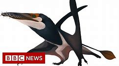Student finds fossil of 170-million-year-old winged reptile on Scottsh island - BBC News