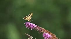 Butterfly, Flower, Insect