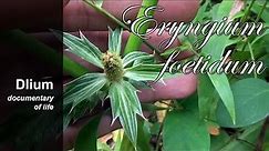 Culantro (Eryngium foetidum) - part 3