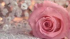 Beautiful Pictures Of Pink Rose's|Pink Rose Wallpaper|Pink Rose WP Status|Pink Rose DP|🌸🏵