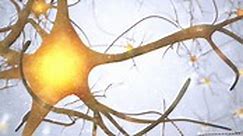 Biological Clock 101: The Neuroendocrine Theory of Aging - MedBridge Blog
