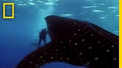 Whale Shark | National Geographic