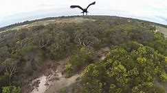 Watch Eagle 'Punch' Drone Out of the Sky
