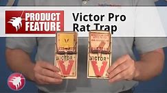 How to Set a Victor Professional Rat Trap