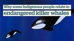 Why some Indigenous people relate to endangered orcas