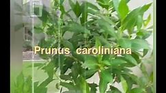 Prunus caroliniana- Carolina Laurel Cherry