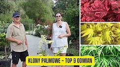 TOP 9 odmian Klonów palmowych - ekspert zdradza jedne z najpiękniejszych i najciekawszych odmian