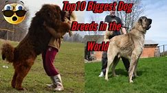 Top10 Biggest Dog Breeds in the World | Biggest Dog Breeds | Biggest Dog | Dog Facts |