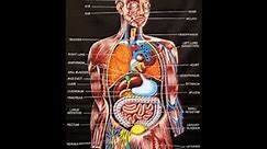 Human Anatomy Picture And Course Review