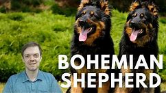 Bohemian Shepherd - Chodsky Pes - Interesting Facts